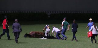 6日3賽駒相繼陣亡 馬會指罕見不尋常尋求國際獸醫協助 6日3賽駒相繼陣亡 馬會指罕見不尋常尋求國際獸醫協助