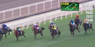 日本三冠馬后「自由島」戰死沙田馬場 騎師不捨吻別戰友 日本三冠馬后「自由島」戰死沙田馬場 騎師不捨吻別戰友